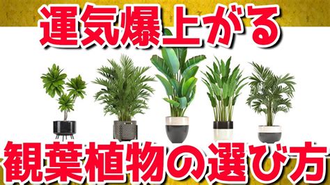 東南風水|東南の風水と観葉植物！縁結びの運気が上がる